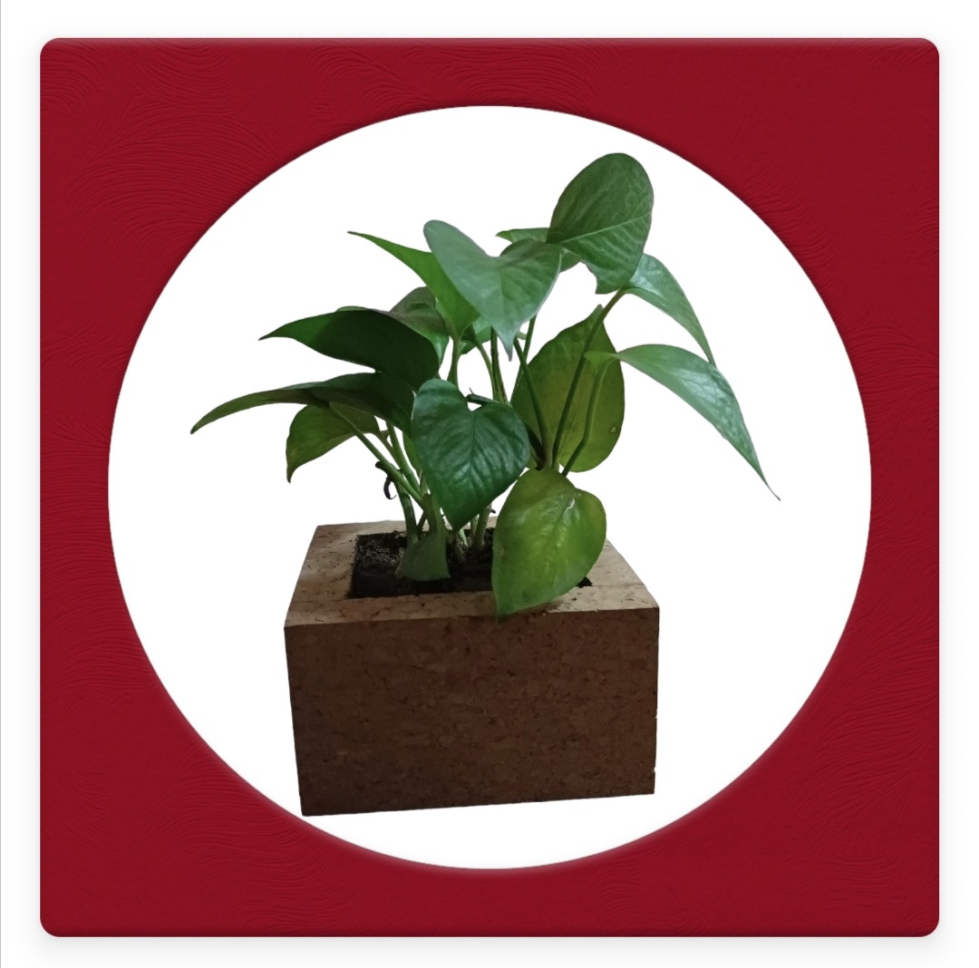 Cork Planter 1